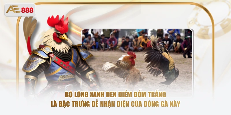 Nhận Diện Giống Gà Xanh Trích Qua Bộ Lông Và Lối Đá Bộ lông xanh đen điểm đốm trắng là đặc trưng dễ nhận diện của dòng gà này