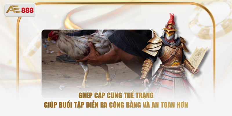 Vần Gà Chọi Non – Bước Đệm Quan Trọng Trước Khi Ra Trận Ghép cặp cùng thể trạng giúp buổi tập diễn ra công bằng và an toàn hơn