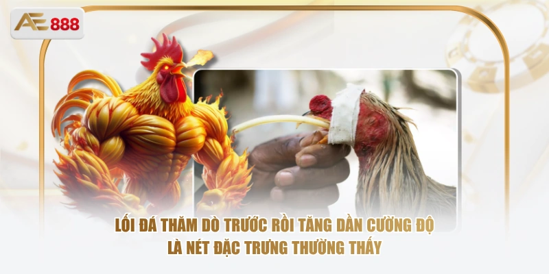 Nhận Diện Giống Gà Xanh Trích Qua Bộ Lông Và Lối Đá Lối đá thăm dò trước rồi tăng dần cường độ là nét đặc trưng thường thấy