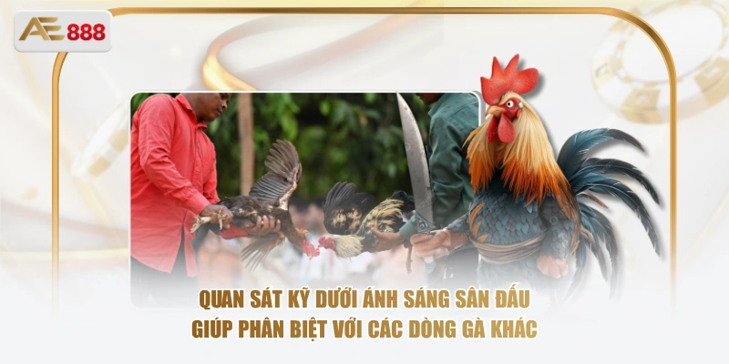 Nhận Diện Giống Gà Xanh Trích Qua Bộ Lông Và Lối Đá Quan sát kỹ dưới ánh sáng sân đấu giúp phân biệt với các dòng gà khác