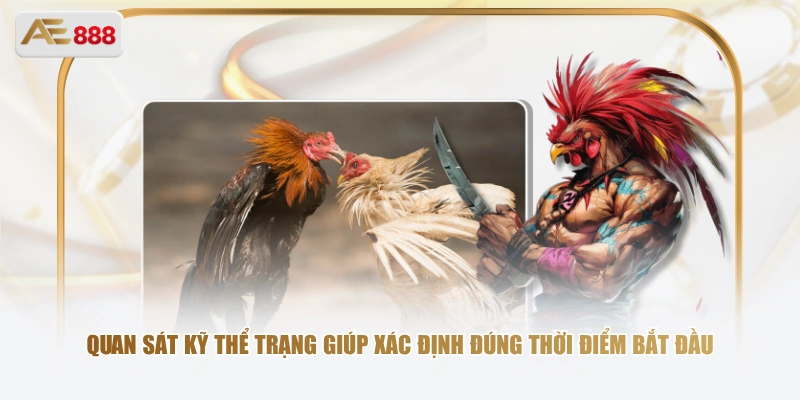 Vần Gà Chọi Non – Bước Đệm Quan Trọng Trước Khi Ra Trận Quan sát kỹ thể trạng giúp xác định đúng thời điểm bắt đầu