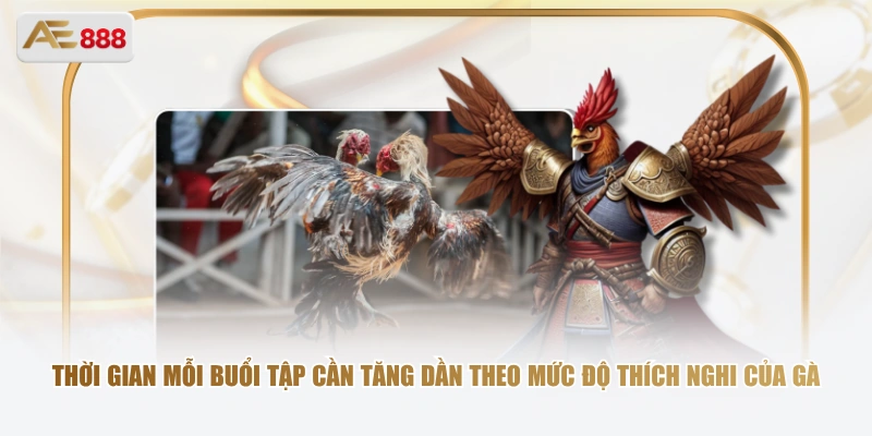 Vần Gà Chọi Non – Bước Đệm Quan Trọng Trước Khi Ra Trận Thời gian mỗi buổi tập cần tăng dần theo mức độ thích nghi của gà