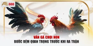 Vần gà chọi non