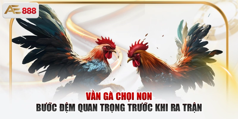 Vần Gà Chọi Non – Bước Đệm Quan Trọng Trước Khi Ra Trận Vần gà chọi non